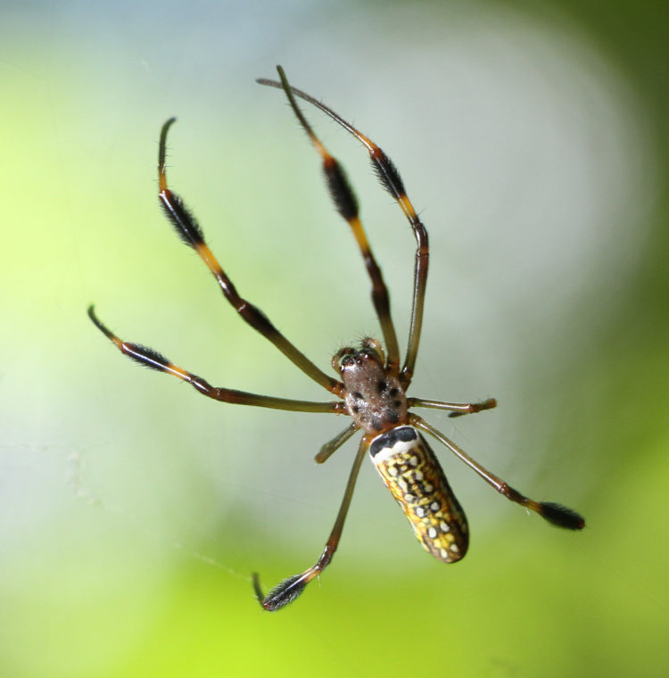juvenile golden silk orbweaver Trichonephila clavipes showing leg hairs