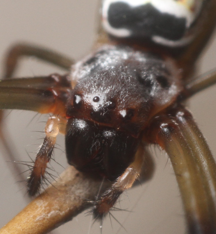 closeup of cephalothorax of juvenile golden silk orbweaver Trichonephila clavipes showing eye arrangement