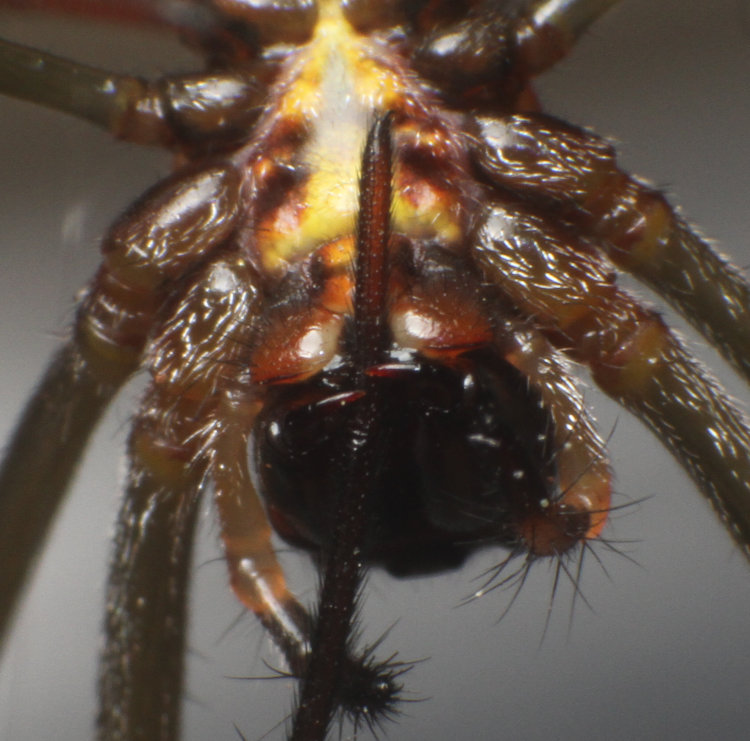 underside of juvenile golden silk orbweaver Trichonephila clavipes with fang tips cleaning one leg