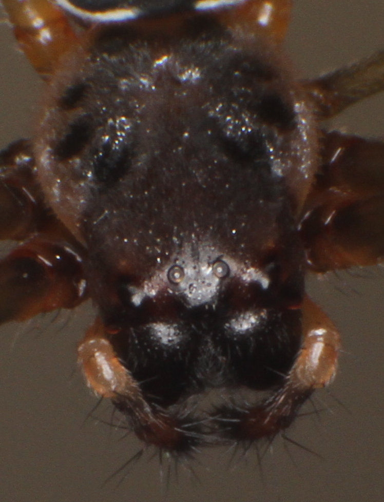 straight-down shot of juvenile golden silk orbweaver Trichonephila clavipes showing anterior median eyes
