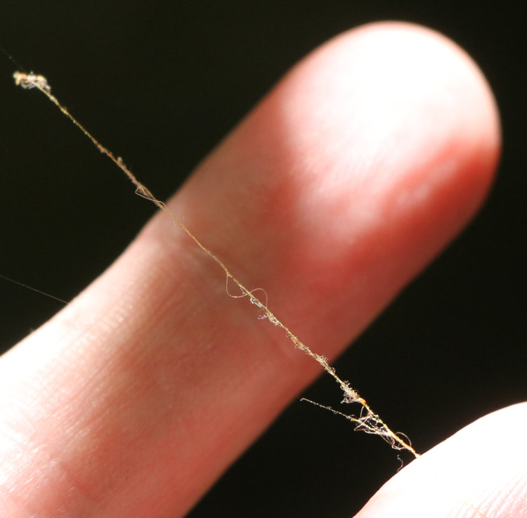 silk strands of golden silk orbweaver Trichonephila clavipes showing distinctly yellow hue