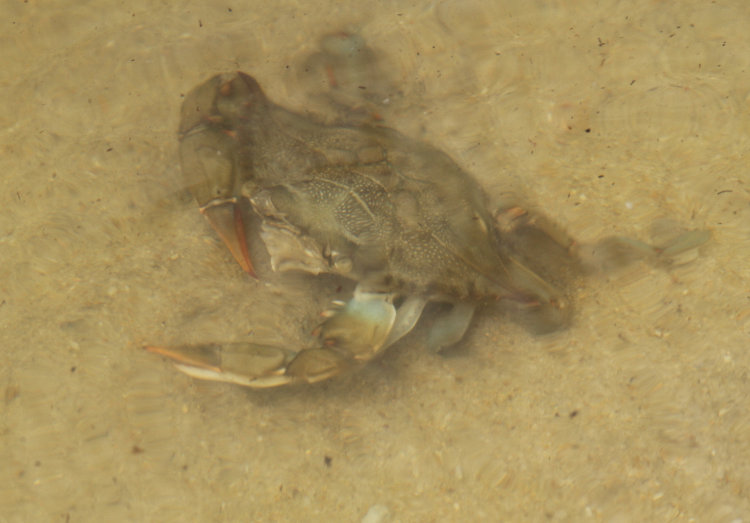medium-small specimen of Atlantic blue crab Callinectes sapidus just under surface in Pamlico River at Goose Creek State Park