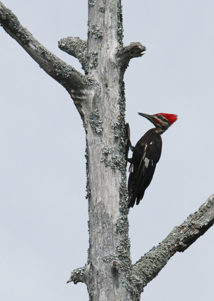 possible juvenile pileated woodpecker Dryocopus pileatus perched on very dead tree in Goose Creek State Park