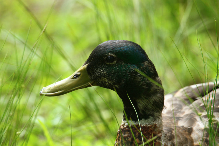 close portrait of possibly crossbred mallard Anas platyrynchos