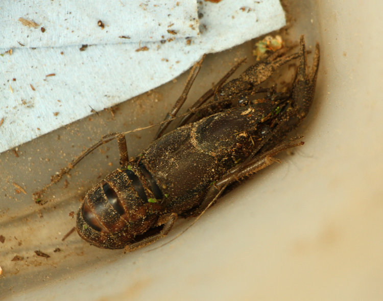 unidentified moderately large crayfish found in bottom of wastebasket outside Walkabout Studios