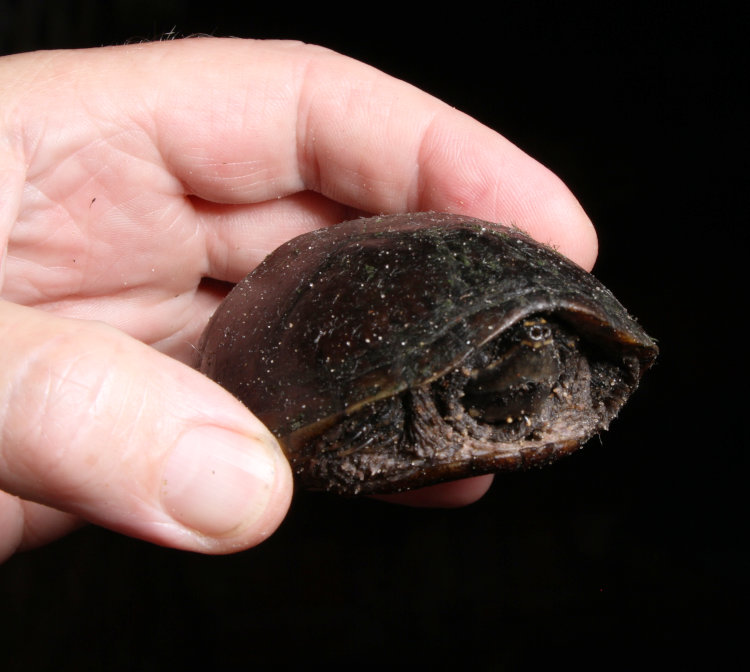 head-on view of common musk turtle Sternotherus odoratus held in author's hand