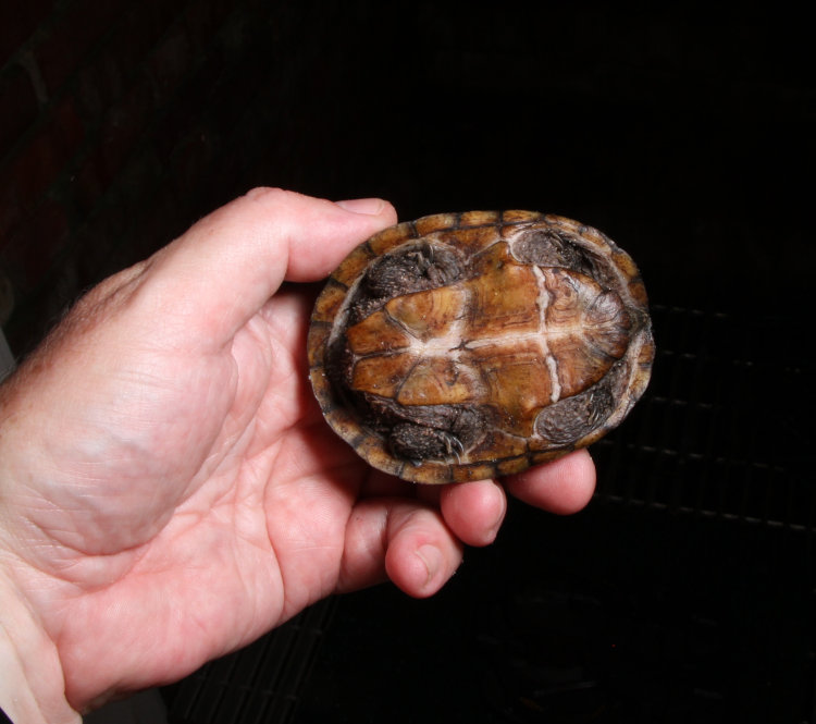 plastron of common musk turtle Sternotherus odoratus held in author's hand