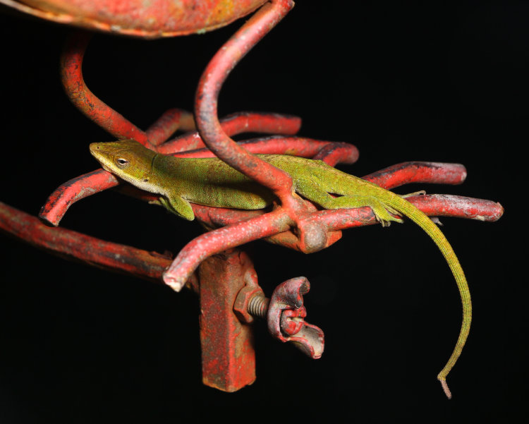 adult female Carolina anole Anolis carolinensis sleeping on balancing lawn decoration