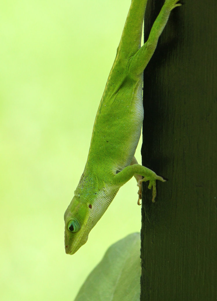 Carolina anole Anolis carolinensis showing lump on lower jaw
