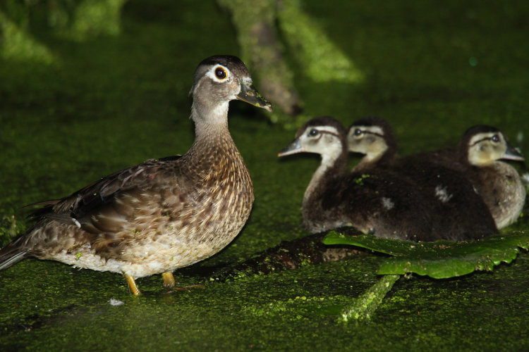 mother wood duck Aix sponsa and three ducklings on submerged branch at night