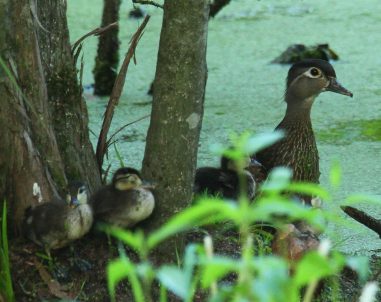 mother wood duck Aix sponsa with four visible ducklings on Duck Island near dusk