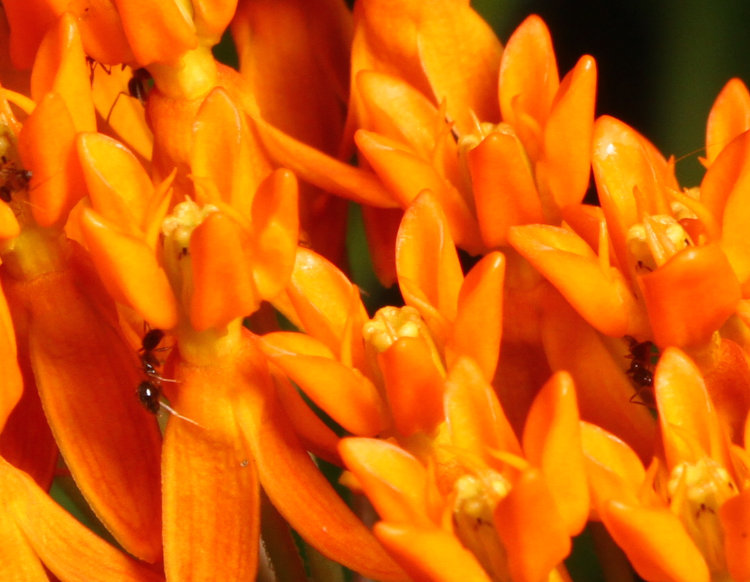 unidentified ant on blossom cluster of orange milkweed butterfly weed Asclepias tuberosa