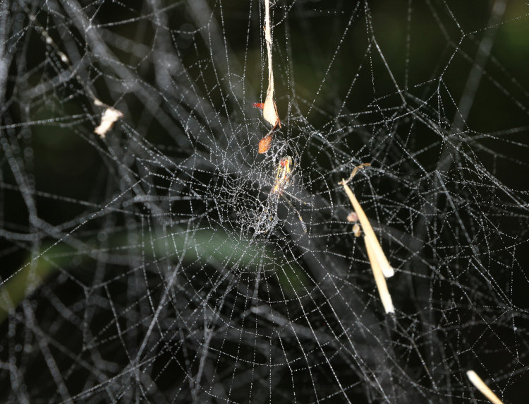 dual web structure of juvenile golden silk orbweaver Trichonephila clavipes, highlighted by mist droplets