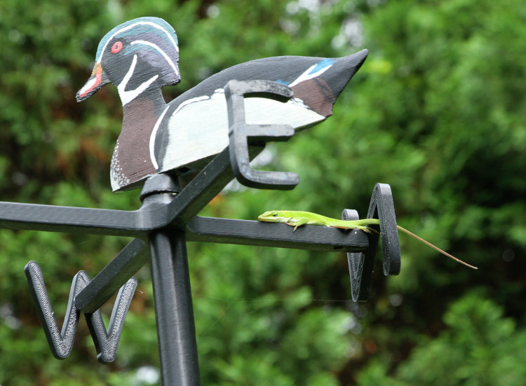 Carolina anole Anolis carolinensis perched on crossarm of custom weathervane