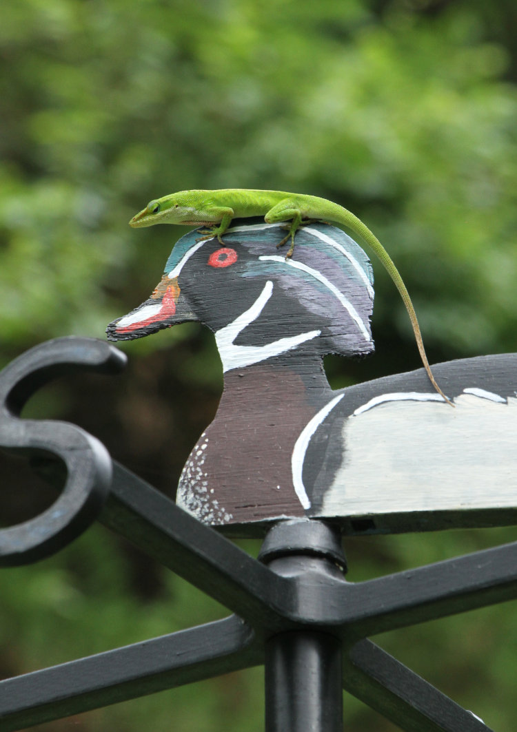 Carolina anole Anolis carolinensis perched on wood duck figure of custom weathervane