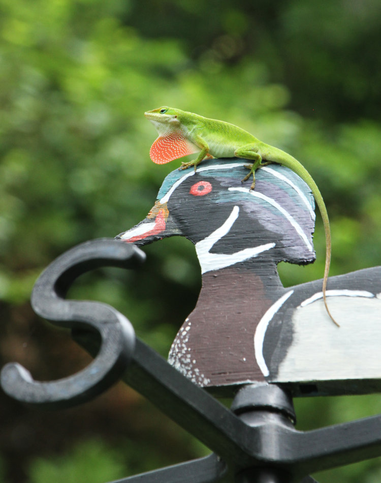 Carolina anole Anolis carolinensis doing territorial display from top of wood duck figure on custom weathervane