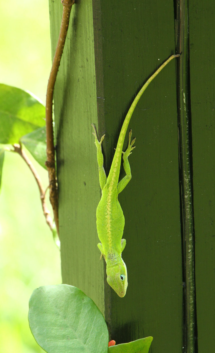 quite trim Carolina anole Anolis carolinensis on same lamp post hours later