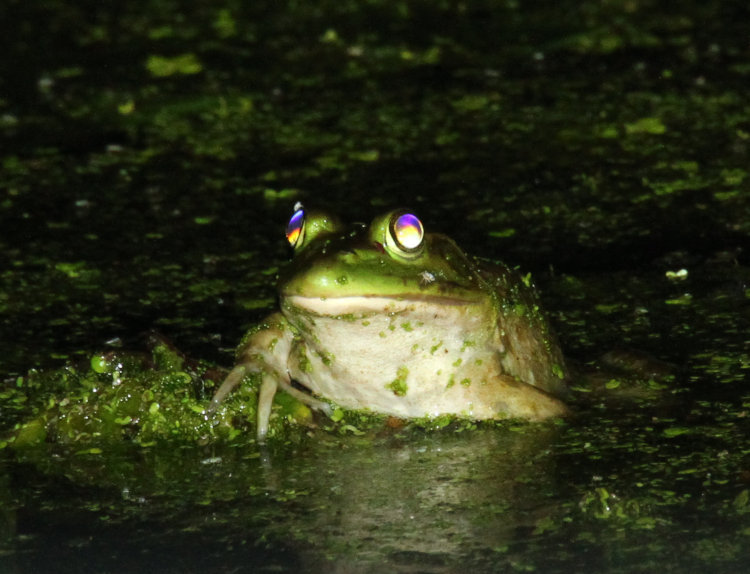 American bullfrog Lithobates catesbeianus at night with rainbow refractions from eyes