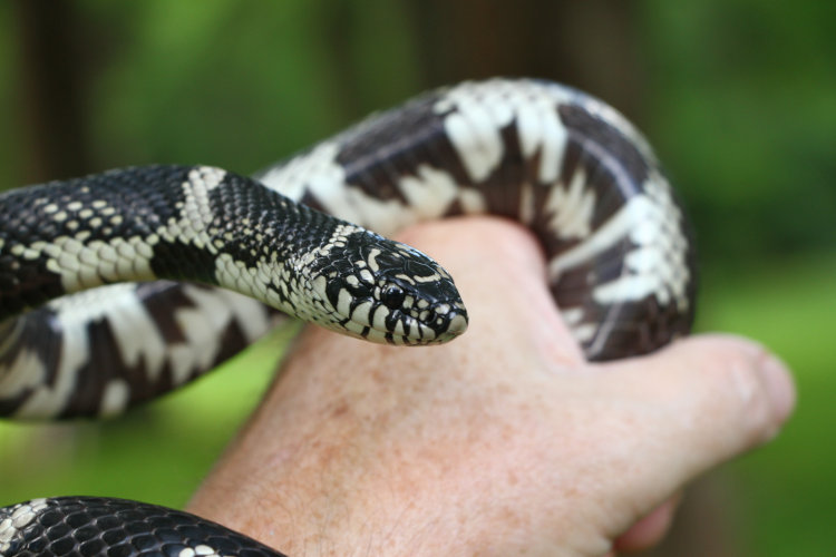 large specimen of eastern kingsnake Lampropeltis getula in author's hand