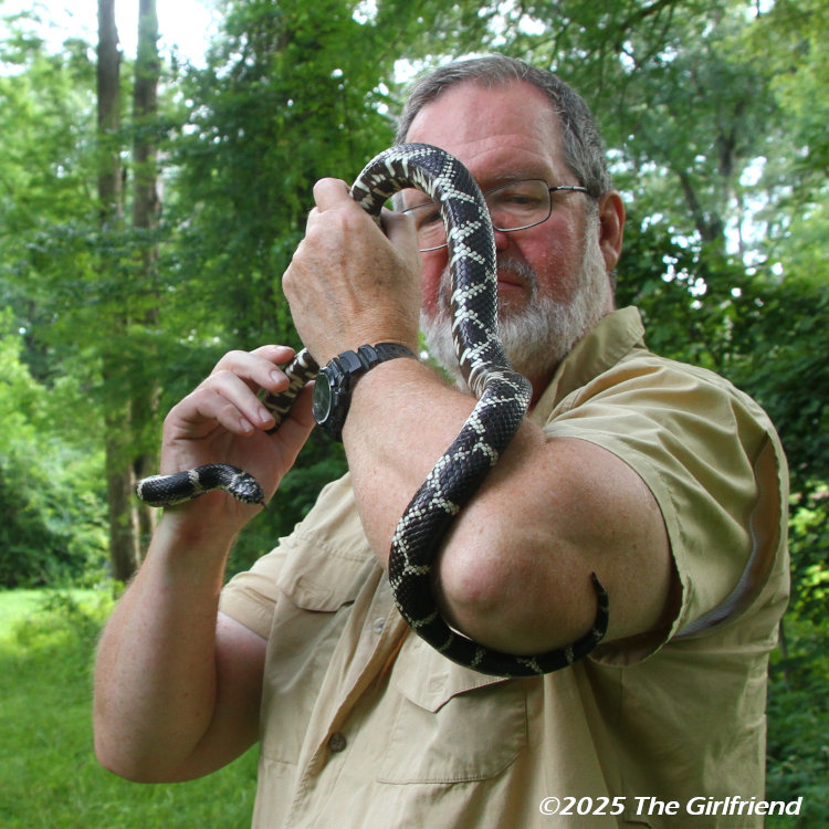 author holding large specimen of eastern kingsnake Lampropeltis getula as the tail grips his elbow, by The Girlfriend