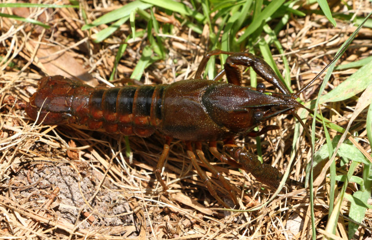 unidentified crayfish after being released from wastebasket