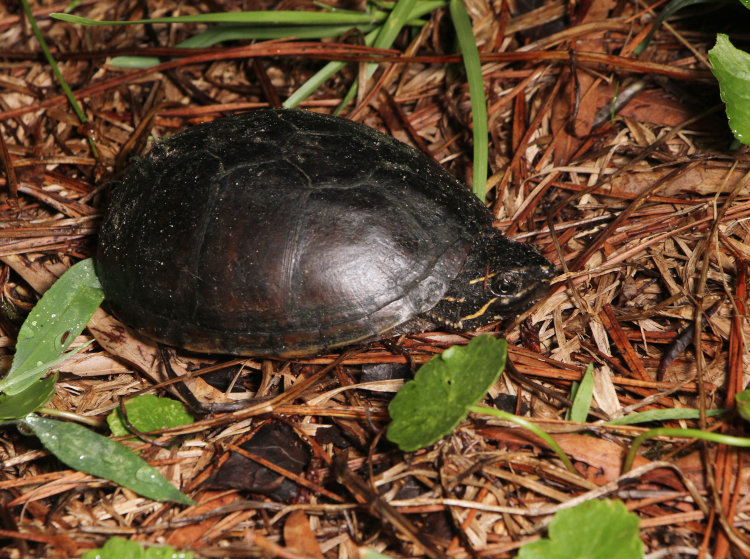 common musk turtle Sternotherus odoratus edging its head out and preparing to flee