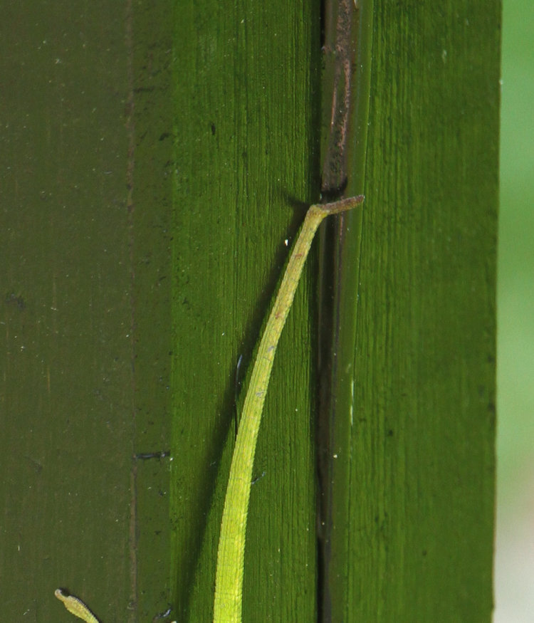 close crop of tail tip of not pregnant Carolina anole Anolis carolinensis showing same injury