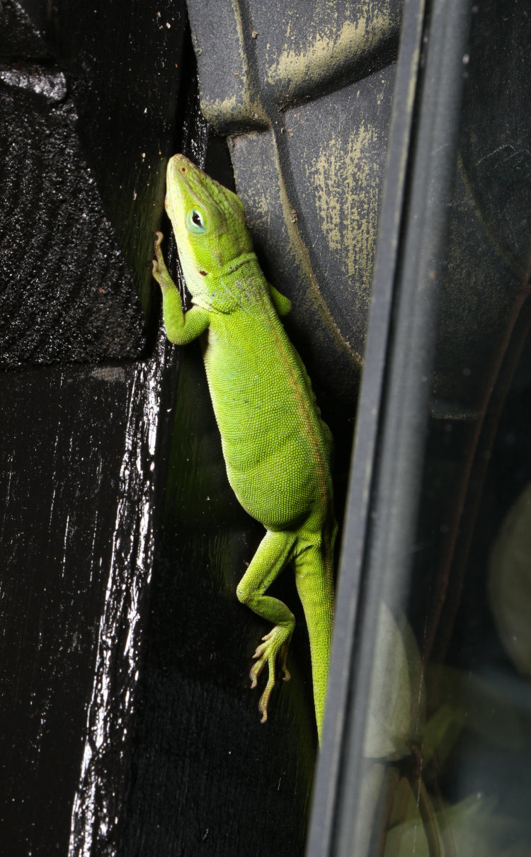 obviously pregnant Carolina anole Anolis carolinensis on lamp post