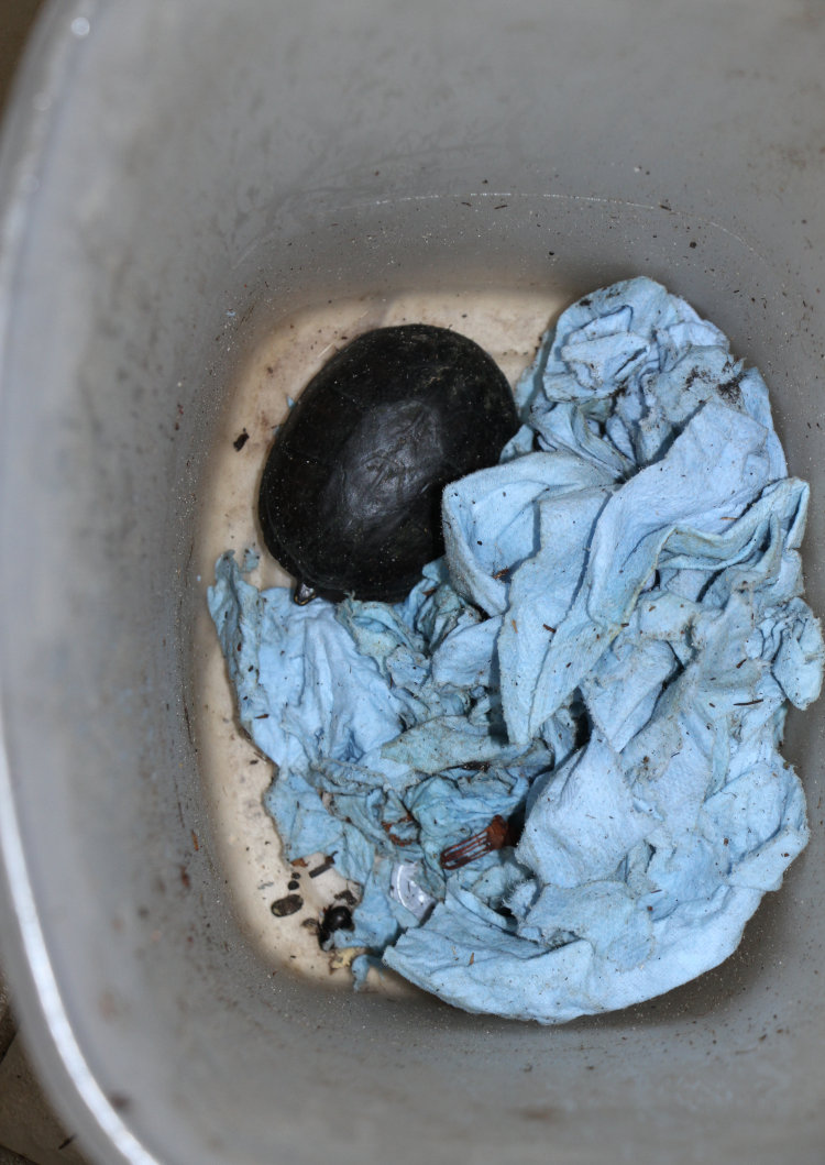 common musk turtle Sternotherus odoratus found in bottom of outdoor wastebasket