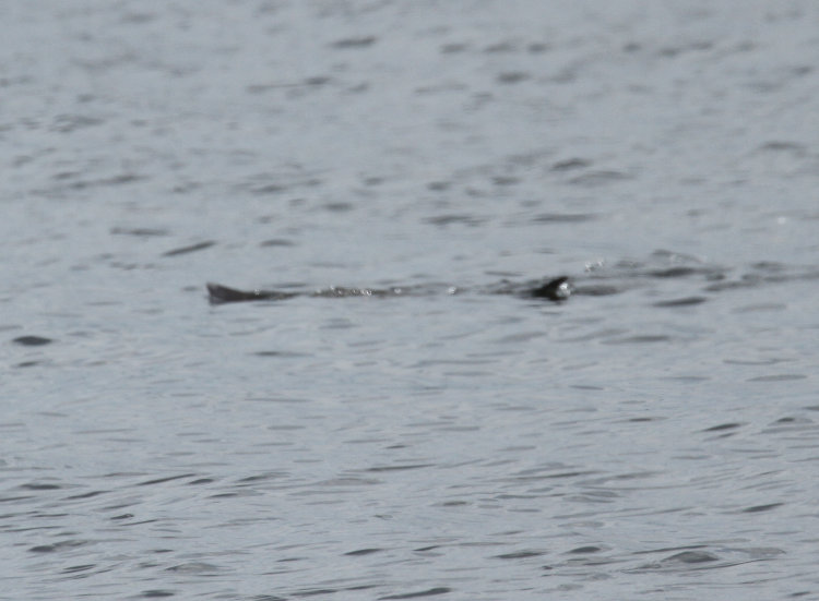 fins of unknown aquatic creature or creatures breaking surface, Pamlico River at Goose Creek State Park