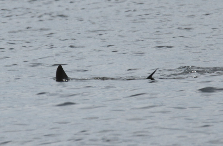 fins of unknown aquatic creature or creatures breaking surface, Pamlico River at Goose Creek State Park