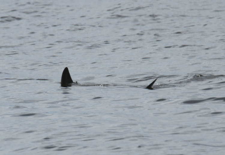 fins of unknown aquatic creature or creatures breaking surface, Pamlico River at Goose Creek State Park