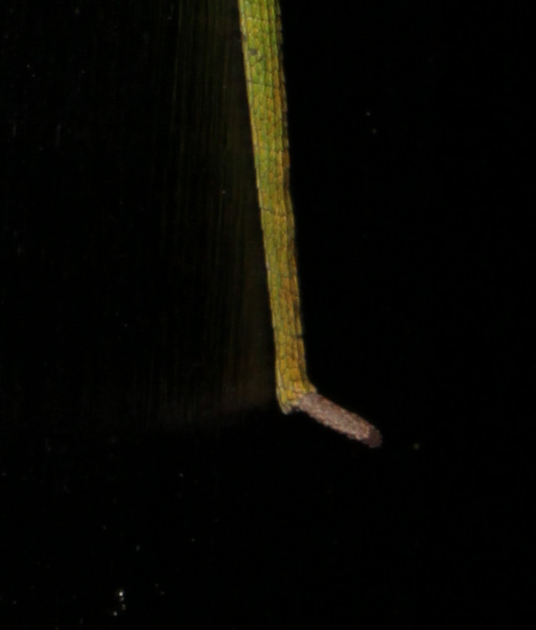 tip of tail of pregnant Carolina anole Anolis carolinensis showing kink from injury