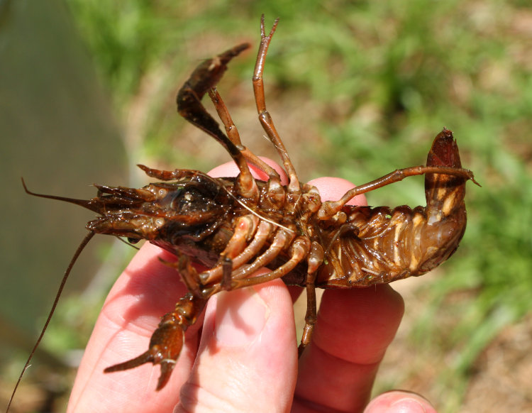 underside of unidentified crayfish in author's grasp
