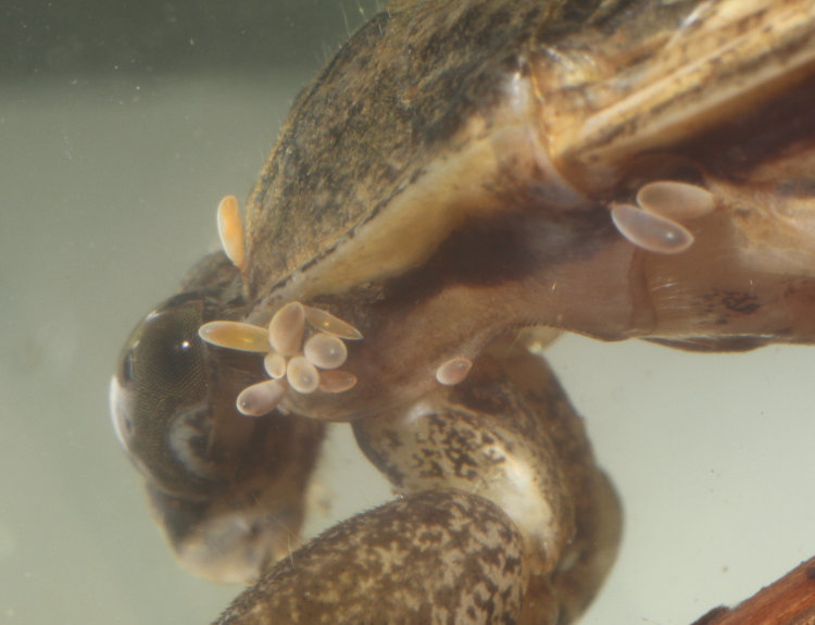 side view of giant water bug Lethocerus americanus under water showing unidentified parasitic eggs attached to exoskeleton