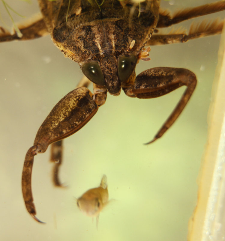 giant water bug Lethocerus americanus completely ignoring small minnow swimming easily within its grasp