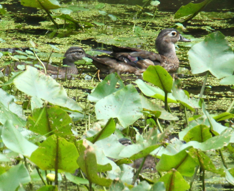 mother wood duck Aix sponsa and at least three ducklings hidden within the yellow cow lilies Nuphar lutea