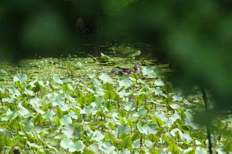 full frame view of mother wood duck Aix sponsa and ducklings among yellow cow lilies Nuphar lutea on pond