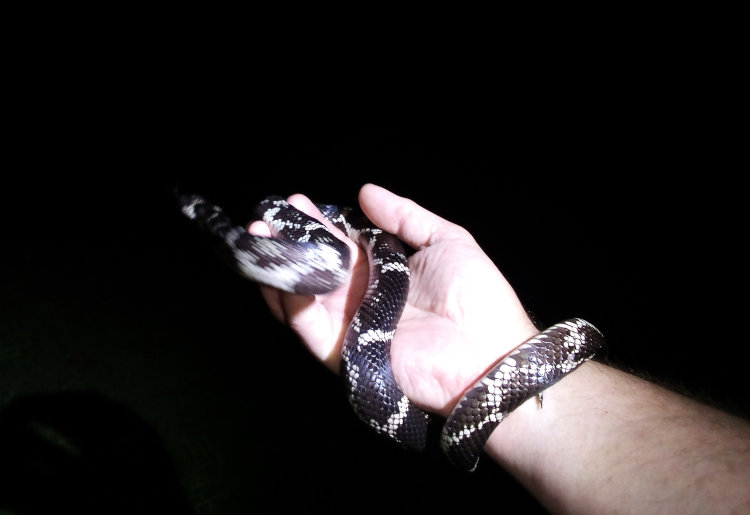 eastern kingsnake  Lampropeltis getula in author's hand, taken with smutphone by author