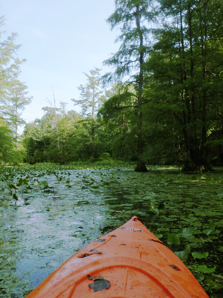 view across the lower pond 'The Bayou' facing north, from a kayak