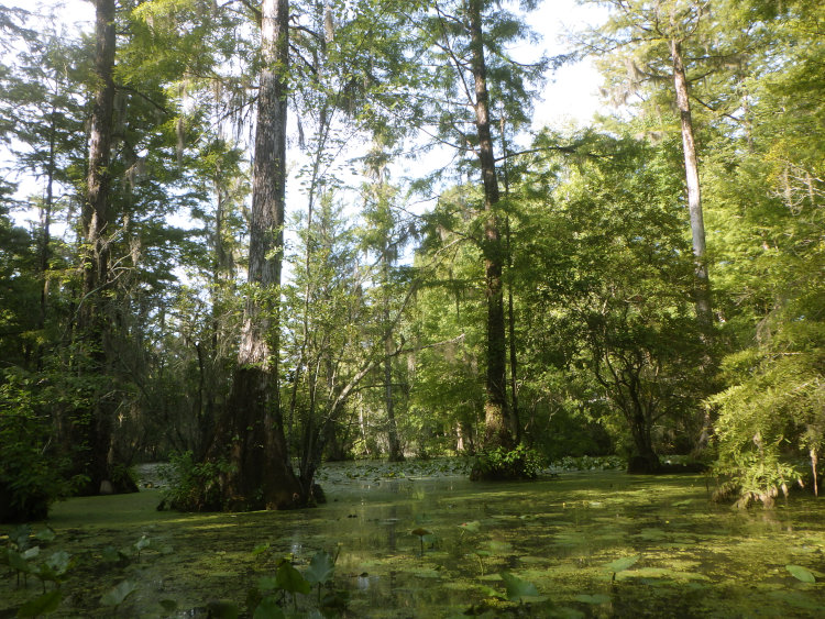 view across the lower pond 'The Bayou' from a kayak