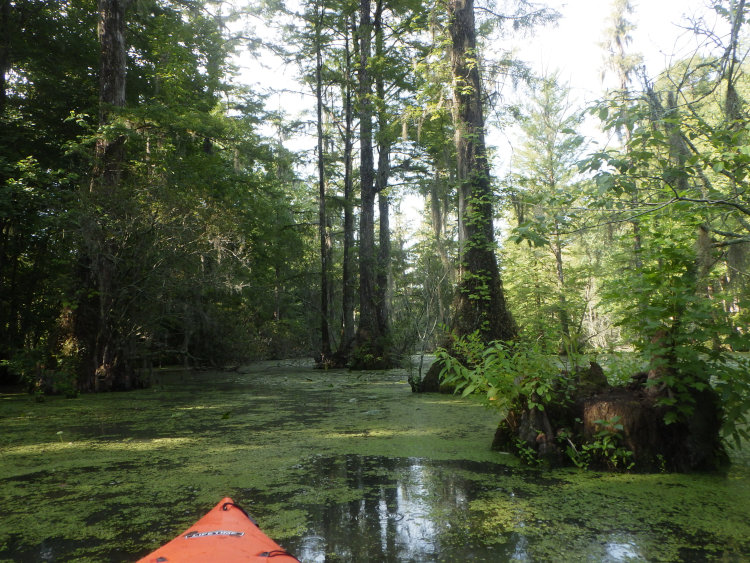 view across the lower pond 'The Bayou' from a kayak