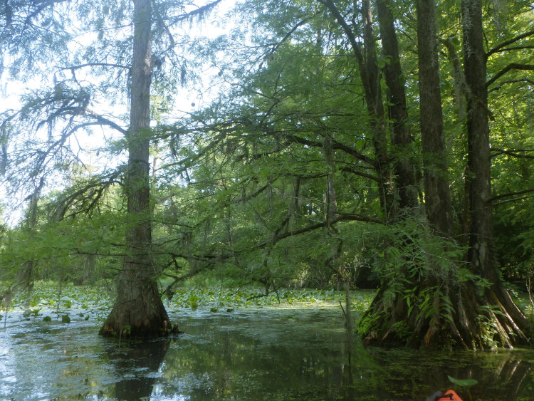 view of bald cypress Taxoodium distichum trees in lower pond 'The Bayou' from a kayak