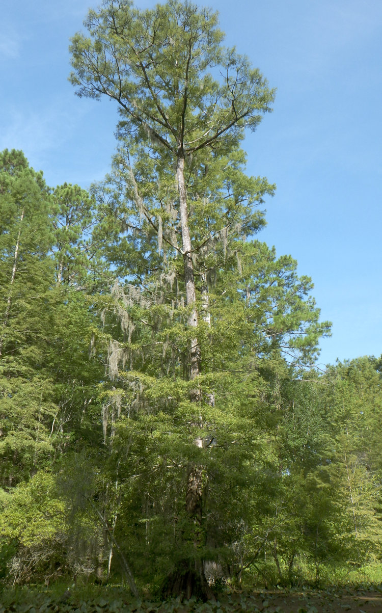 towering bald cypress Taxodium distichum tree at edge of lower pond 'The Bayou' from a kayak