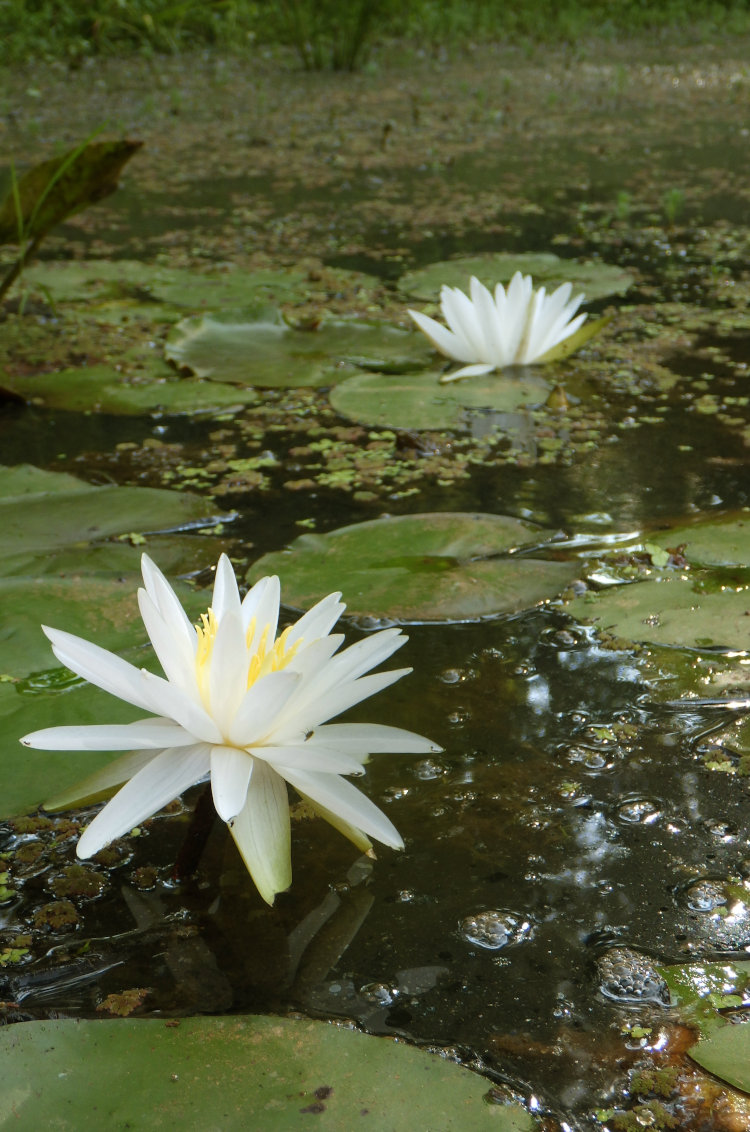 blossoms of white water lily Nymphaea odorata found on lower pond 'The Bayou'