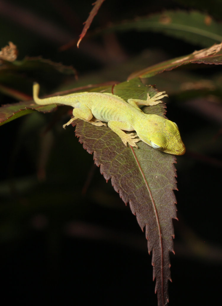 newborn Carolina anole Anolis carolinensis snoozing on Japanese maple leaf