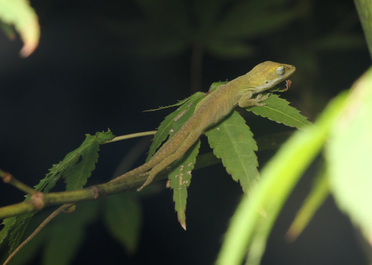 newborn Carolina anole Anolis carolinensis snoozing on Japanese maple leaf