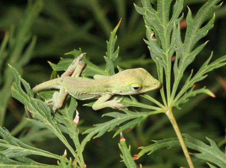newborn Carolina anole Anolis carolinensis snoozing on Japanese maple leaf