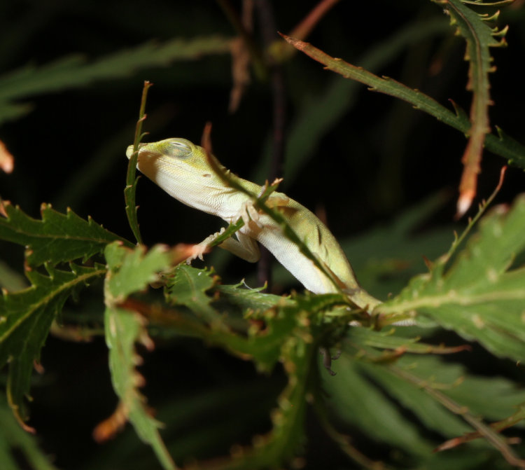 newborn Carolina anole Anolis carolinensis snoozing on Japanese maple leaf