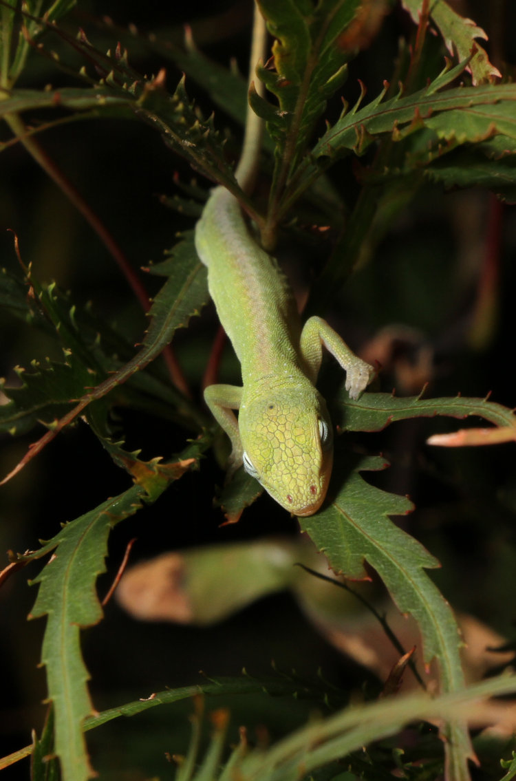 newborn Carolina anole Anolis carolinensis snoozing on Japanese maple leaf